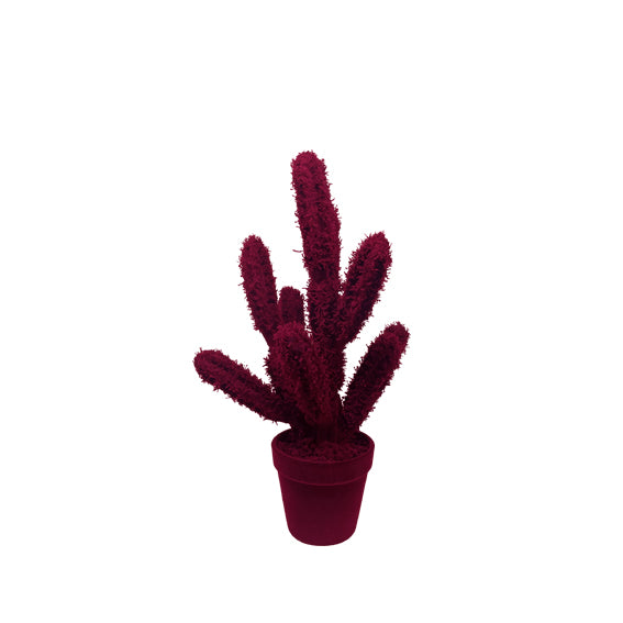 CACTUS Velvet | Adriani e Rossi